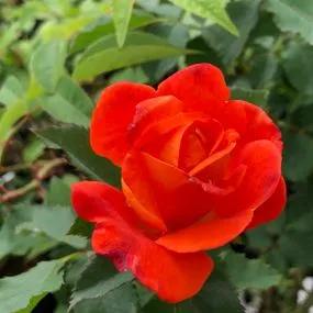 Super Trouper Floribunda Rose (Rosa Super Trouper) 4